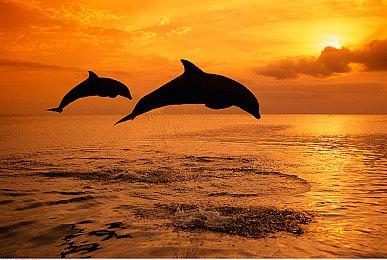 《地平线：西之绝境-炙炎海岸》IGN 8分 精美截图赏